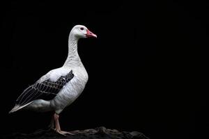 A white goose standing on a rock in front of a black background photo