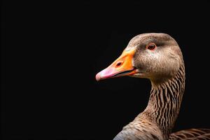 A close up of a goose with a black background photo