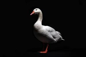 White goose isolated on black background photo