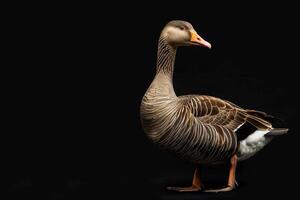A goose standing on a black background photo