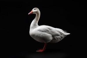 White goose isolated on black background photo