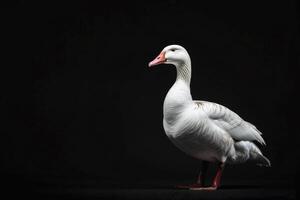 White goose standing on black background photo