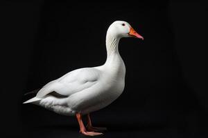 White goose isolated on black background photo
