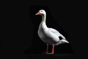 A white goose is standing in front of a black background photo
