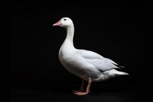 A white goose is standing on a black background photo