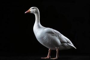 A white goose is standing in front of a black background photo