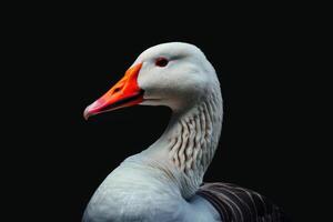 A white goose with orange beak and red beak photo