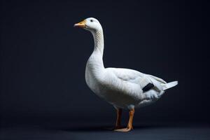 White goose isolated on black background photo