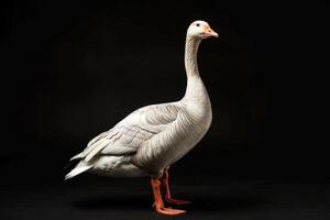 A white goose is standing on a black background photo