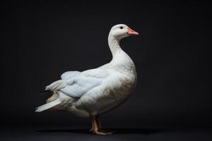A white goose is standing on a black background photo