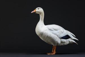 A white goose is standing on a black background photo