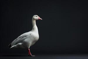 White goose standing on black background photo