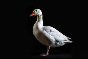 A white goose is standing on a black background photo
