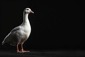 White goose standing on a black surface photo