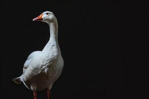 White goose standing on black background photo