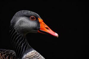 A close up of a goose with an orange beak photo