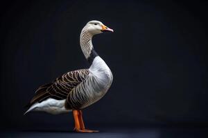A goose standing on a dark background photo