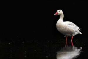 A white goose standing in the water on a black background photo