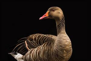 A goose is standing in front of a black background photo