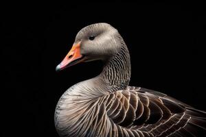 A close up of a goose with an orange beak photo