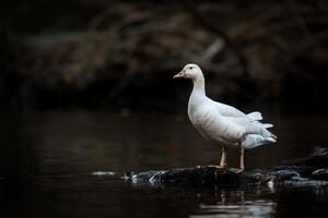A white goose standing on a rock in a body of water photo