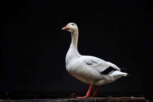 A white goose standing on a log against a black background photo