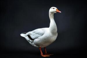 A white goose standing on a black background photo