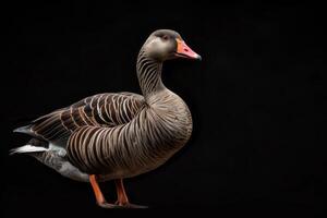 A goose is standing in front of a black background photo