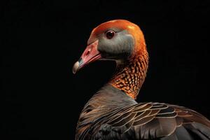 A close up of a bird with a red beak photo