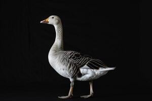 A goose standing on a black background photo