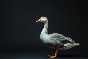 A grey goose is standing on a black background photo