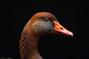 A close up of a duck with a black background photo