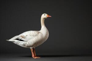 A white goose standing on a black background photo