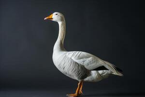 A white goose is standing on a black background photo