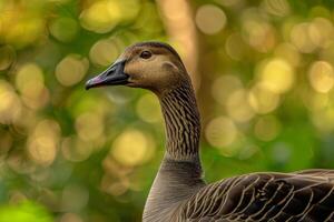 A close up of a bird with a blurred background photo
