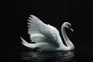 White swan on black background photo