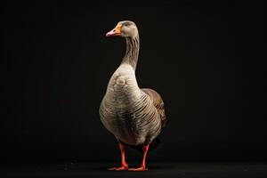 A goose standing on a black background photo