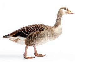 A goose standing on a white background photo