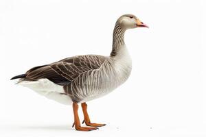 A goose standing on a white background photo
