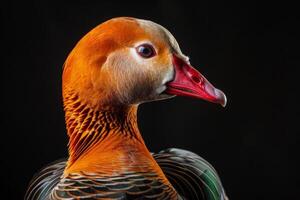 A close up of a duck with a red beak photo