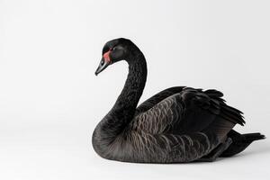 Black swan isolated on white background photo