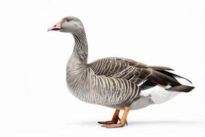 A goose is standing in front of a white background photo