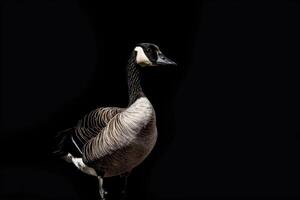 A goose standing on a black background photo