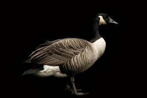 A goose is standing in front of a black background photo
