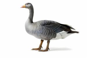 A grey goose is standing in front of a white background photo