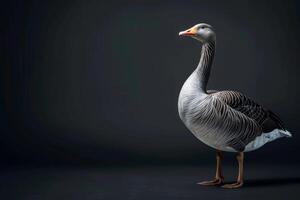 A goose is standing on a dark background photo
