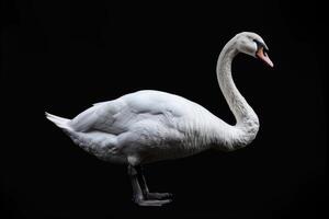 A white swan is standing on a black background photo