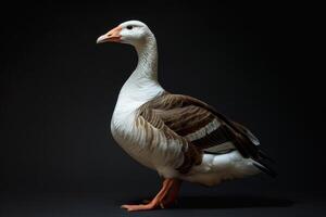 A goose is standing on a black background photo