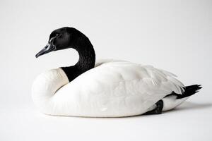 A white goose with black feathers sitting on a white background photo