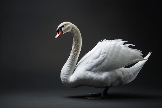 A white swan is standing on a black background photo